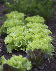 Image showing Salad garden