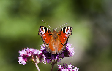 Image showing peacock butterfly