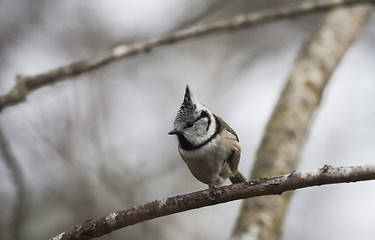 Image showing crested tit