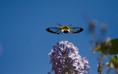 Image showing  broad-bordered bee hawk-moth