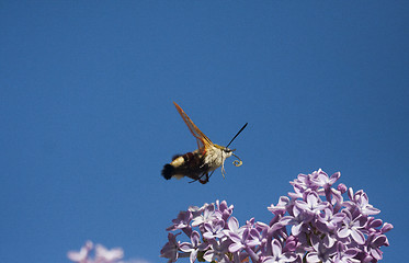 Image showing flying moth