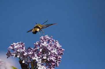 Image showing flying moth