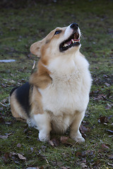 Image showing asking for a treat