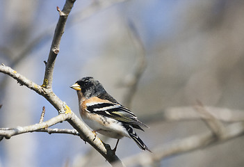 Image showing brambling