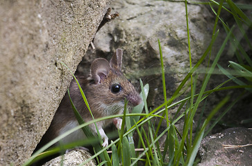 Image showing looking out