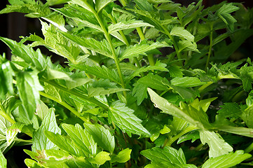 Image showing Valerian plant