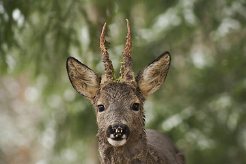 Image showing roebuck