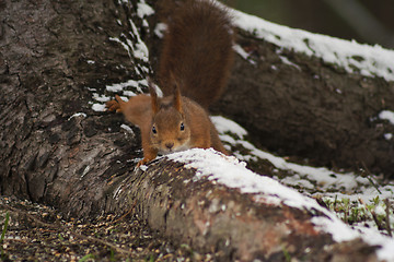 Image showing squirrel on root