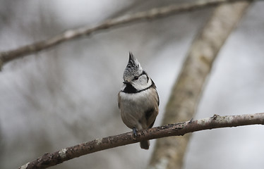 Image showing crested tit