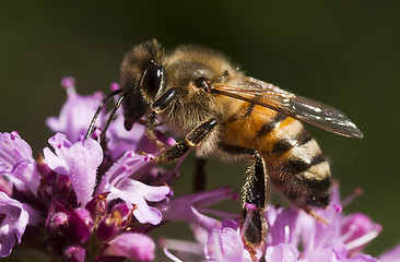 Image showing pollinating honey bee