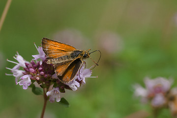 Image showing the large skipper