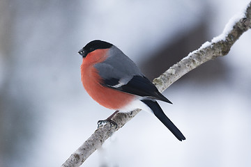 Image showing bullfinch