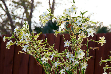 Image showing nicotiana alata  flowers with picket fence