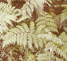 Image showing Retro looking Ferns