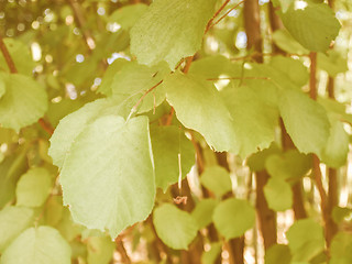 Image showing Retro looking Hazel tree leaf