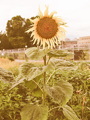 Image showing Retro looking Sunflower flower