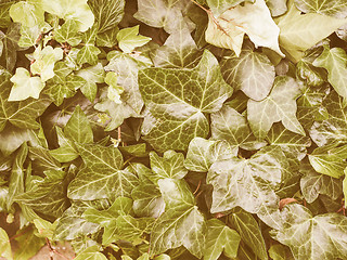 Image showing Retro looking Green ivy background