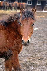 Image showing Maddy horse portrait