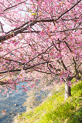 Image showing Cherry Blossom at Kawazu