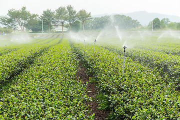 Image showing Green tea plantation with cloud in asia