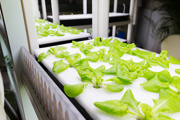 Image showing Plants are cultivated in hydroponic system