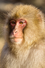 Image showing Wild monkey close up