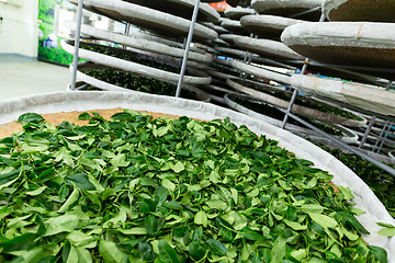 Image showing Processing of fermentation for tea