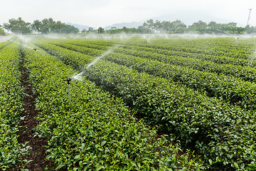 Image showing Tea Plantations in TaiTung, TaiWan