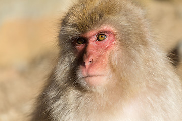 Image showing Lovely monkey in Japan