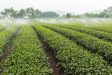 Image showing Tea farm in Tai Tung luye