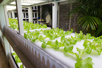 Image showing Hydroponic vegetables at indoor