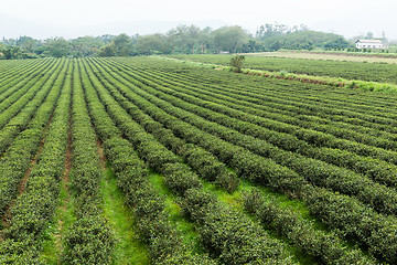 Image showing Green tea plantation