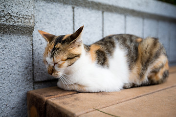 Image showing Sleeping cat