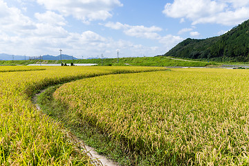 Image showing Paddy rice field