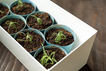 Image showing Potted small plant