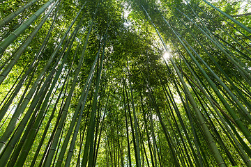 Image showing Bamboo forest with morning sunlight