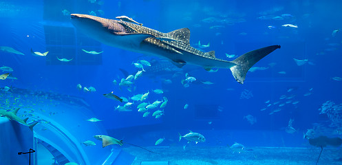 Image showing Whale shark in aquarium