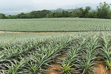 Image showing Pineapple fruit field