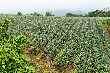 Image showing Pineapple fruit field