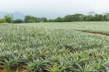 Image showing Cultivation of pine apple