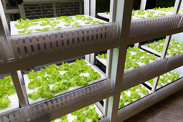 Image showing Hydroponics system in rack