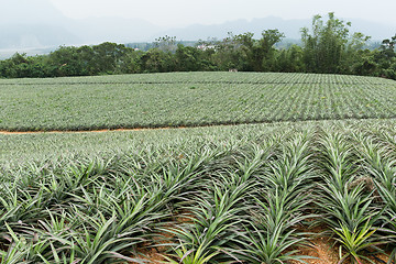 Image showing Pineapple Farm Field