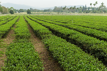 Image showing Tea plantation in TaiWan