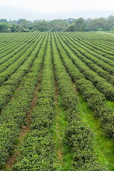 Image showing Tea plantation 