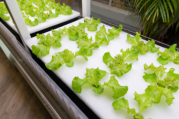 Image showing Hydroponics vegetable