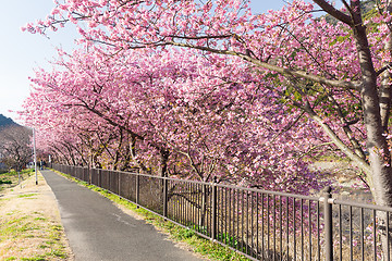 Image showing Sakura flower in Japan