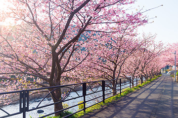 Image showing Sakura flower in park