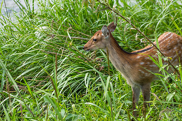 Image showing Deer Fawns