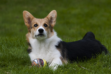 Image showing laying on the lawn