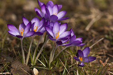 Image showing blue crocus